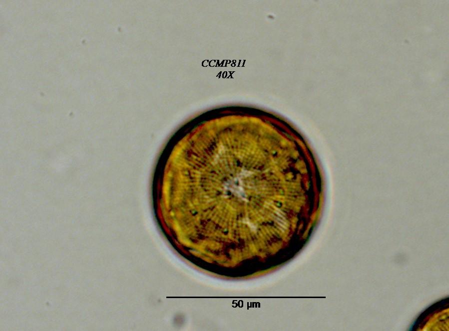 CCMP788 | NCMA at Bigelow Laboratory